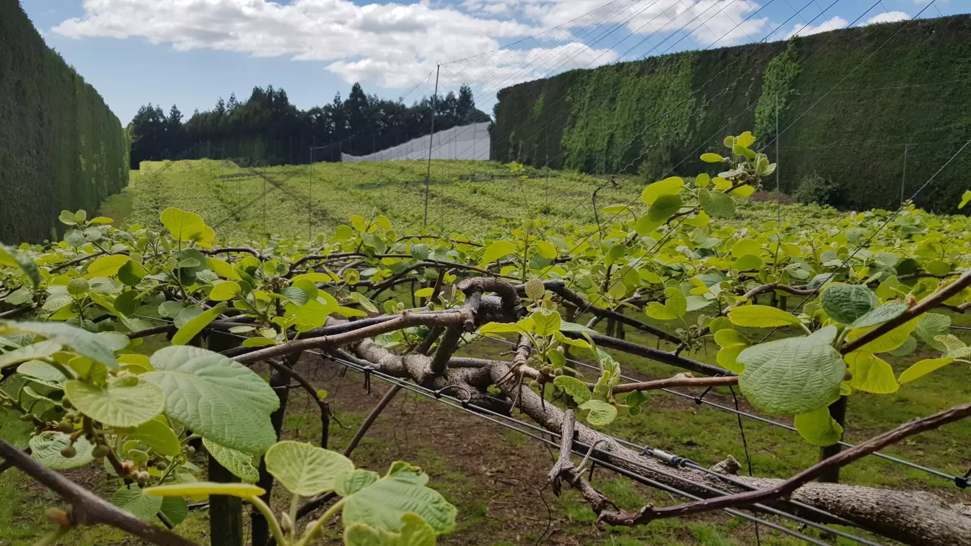 Orchard management