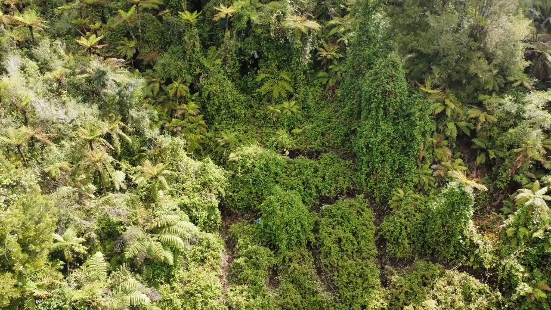 Wild kiwifruit