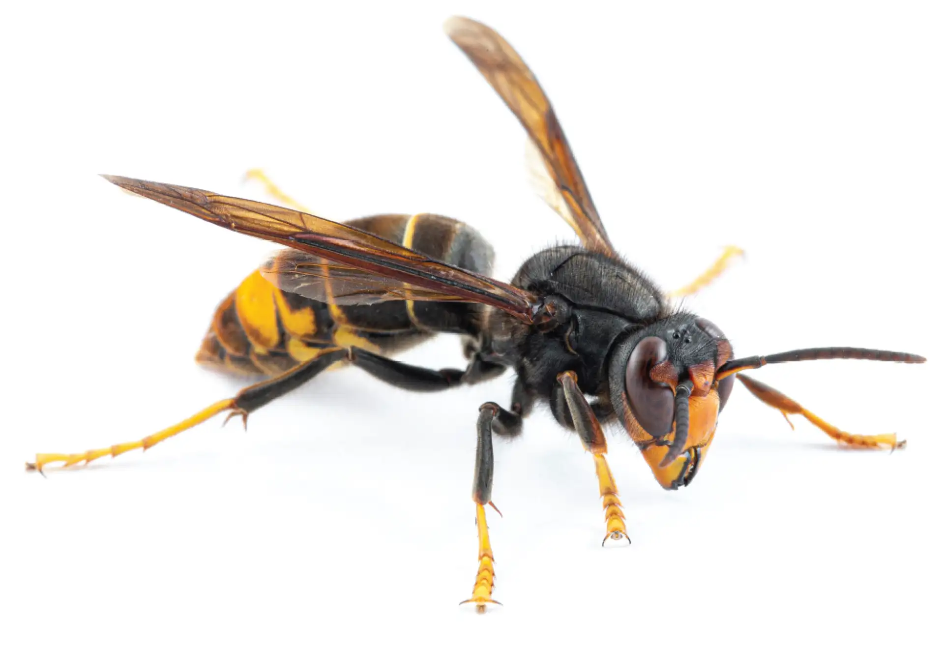 Yellow-legged hornet response